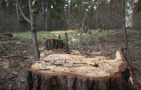 г.Жуковский, Цаговский лес. 2012 год.