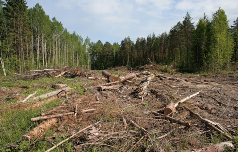 Химкинский лес. 2011 год.