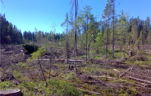 Химкинский лес после вырубки